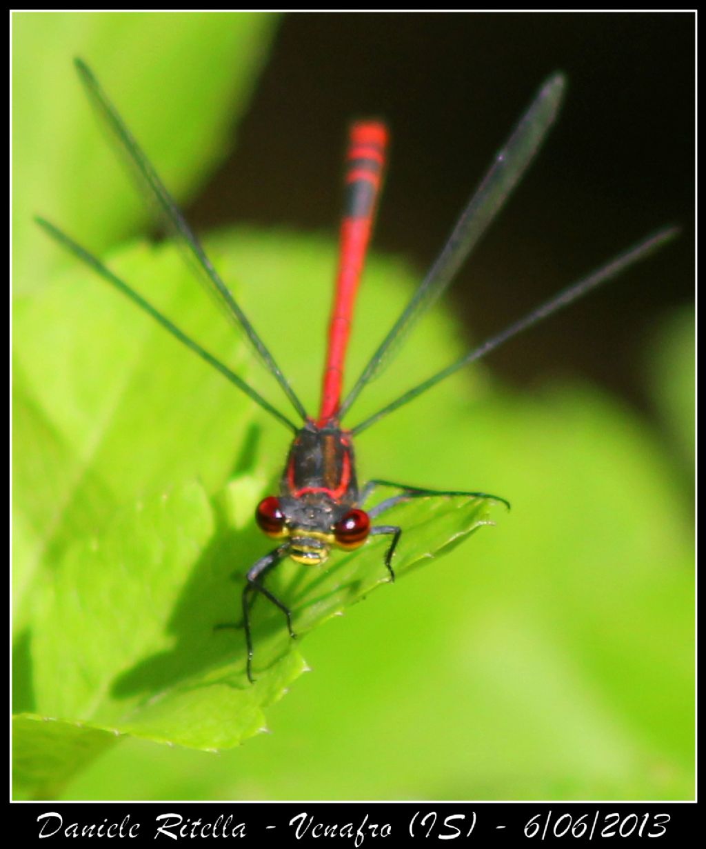 Indent. piccola libellula - Venafro (IS)